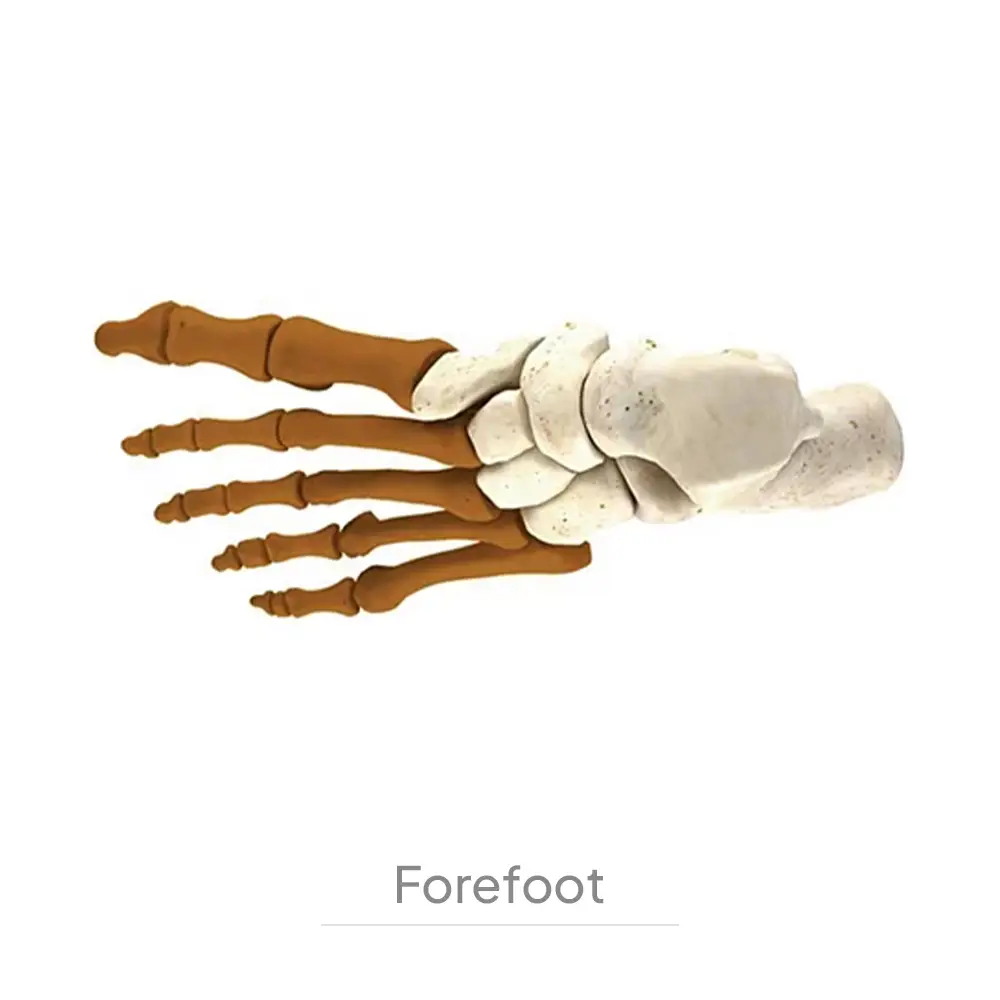 Forefoot